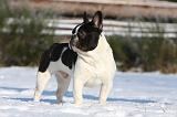 BOULEDOGUE FRANCAIS 983
